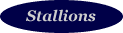 Stallions page